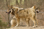 greywolfs