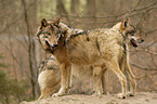 greywolfs