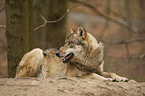 greywolf