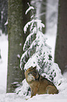 wolf in snow