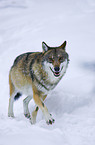 wolf in snow