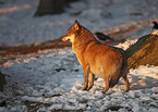 standing greywolf