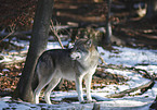 standing greywolf