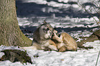 scratching greywolf