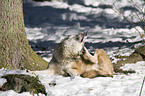 scratching greywolf