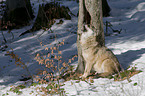 greywolf