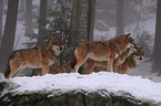 greywolfs