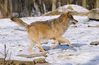 running greywolf