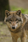 greywolf