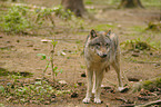 greywolf