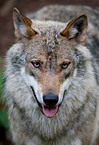 greywolf