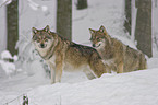greywolfs