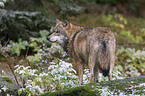 greywolf