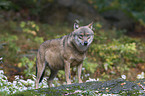 greywolf