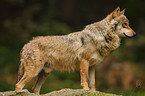 greywolf