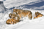 greywolfs