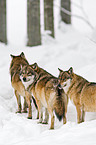 greywolfs