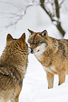 greywolfs