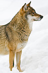 greywolf