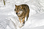 greywolf