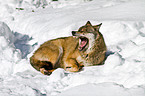 greywolf