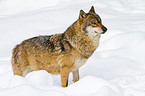 greywolf