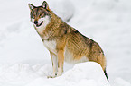 greywolf