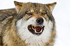 greywolf
