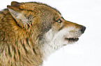 greywolf
