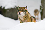 greywolf