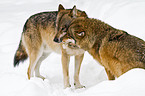 greywolfs