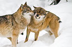 greywolfs