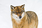 greywolf