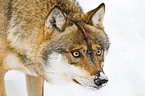 greywolf