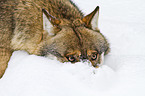 greywolf