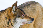 greywolf