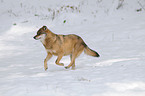 running greywolf