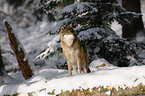 greywolf