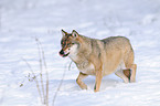 greywolf