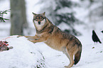 greywolf