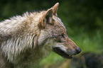 greywolf portrait