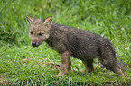 young greywolf