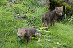 young greywolfs
