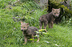 young greywolfs