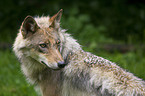 greywolf portrait