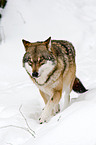 greywolf