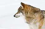 greywolf