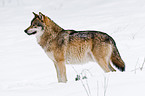 greywolf