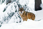 greywolf