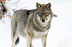 greywolf
